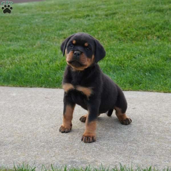 Drake, Rottweiler Puppy